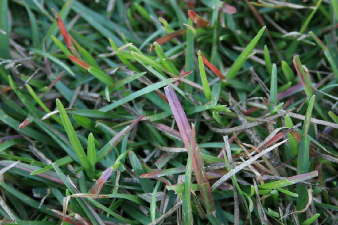 Purpling leaves in cenitpedegrasspng